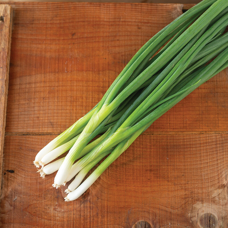 Marksman – Onion Seed